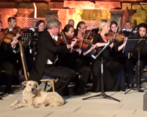 На выступлении Венского камерного оркестра в турецком Эфесе на сцену концертного зала вышел лабрадор